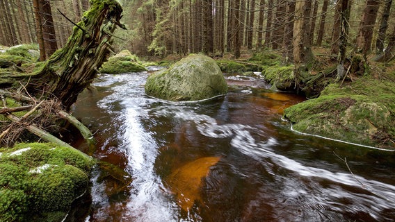 Der Harz ist reich an Niederschlägen, die zahlreiche Waldbäche und Gebirgsflüsse füllen. © NDR/Doclights GmbH/Uwe Anders 