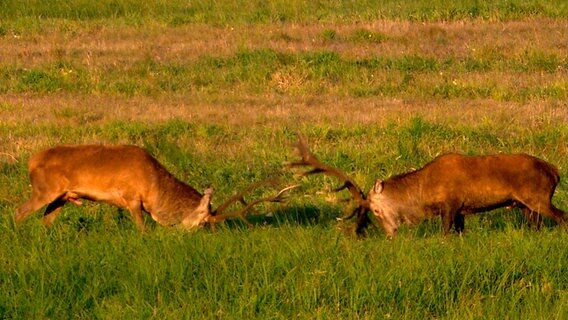Wenn die großen Hirsche um die Weibchen buhlen, bleiben erbitterte Kämpfe nicht aus. © © NDR Naturfilm/Christoph Hauschild 