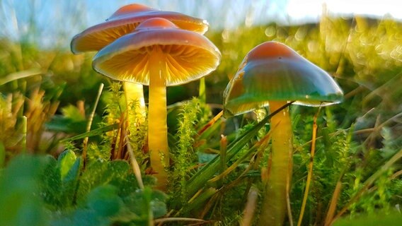 Auf eine gesunde Wiese gehören nicht nur Kräuter und Blumen, sondern auch Pilze wie der Papageien-Saftling. © NDR/nautilusfilm 