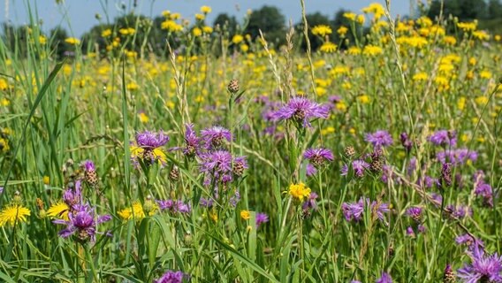 Flockenblume und Pippau sind häufige Pflanzen auf einer naturnahen Wiese. © NDR/nautilusfilm 