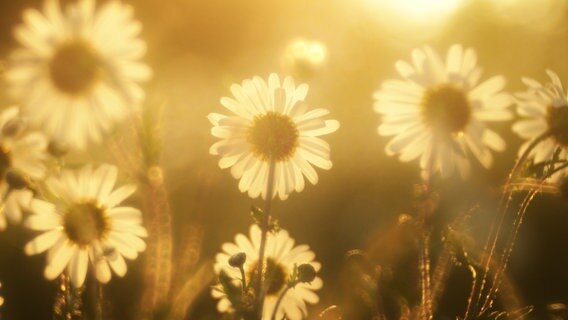 Blumen auf einer Wiese im difusen Sonnenlicht. © NDR/nautilusfilm 