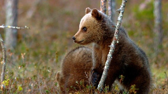 Junge Braunbären in Finnlands letzter Wildnis nahe der russischen Grenze. Die Kleinen haben noch viel zu lernen - dazu gehört, sich vor fremden Bärenmännchen in Acht zu nehmen. © NDR/NDR Naturfilm 