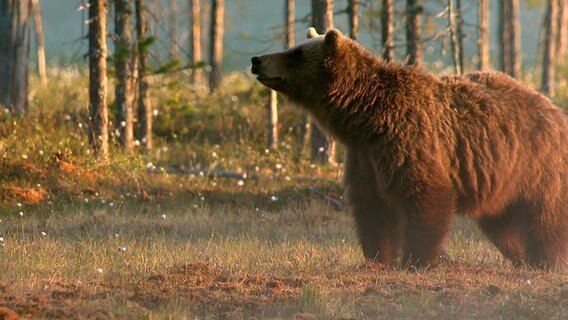 Die ursprünglichen Wälder Schwedens sind Heimat für Braunbären. © NDR/Naturfilm 