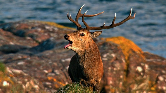 Hirschbrunft an Schottlands Küsten - ein ungewohntes Bild, da die Tiere in Mitteleuropa fast ausschließlich im Wald leben. © NDR/Naturfilm 