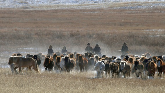 Die Pferde der Mongolischen Nomaden sind berühmt für ihre Robustheit. © NDR/doclights/TMFS/Franz Hafner 