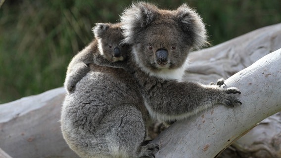 Ein Koalababy klammert sich auf dem Rücken seiner Mutter fest. © NDR/doclights/Grospitz & Westphalen 