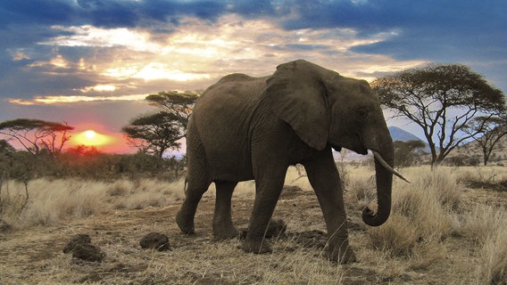 Ein Elefant in der Serengeti © NDR Foto: Reinhard Radke