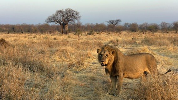 Ein einzelnes Löwenmännchen im Ruaha Nationalpark, Tansania. © NDR/TMFS Marc Moll 