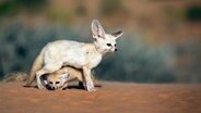 Das Fennekweibchen hat Jungtiere zu versorgen. © NDR/NDR Naturfilm/doclights/Blue Planet Film 