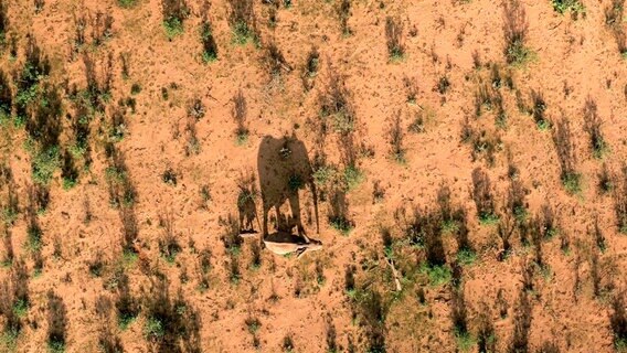 Selbst einzelne Elefanten können aus dem All identifiziert werden. Drohnen filmen dann die Nahaufnahmen in Kenias Samburu Naturschutzgebiet. © NDR/BBC 