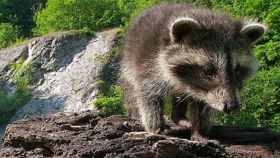 Waschbären leben erst seit kurzem als Wildtiere im Osnabrücker Land. Einmal aus Gehegen geflüchtet, breiten sie sich nun immer weiter aus. Ihre eigentliche Heimat ist Nordamerika. © NDR/NDR Naturfilm 2011/MacroTele-Film Schieke GbR 