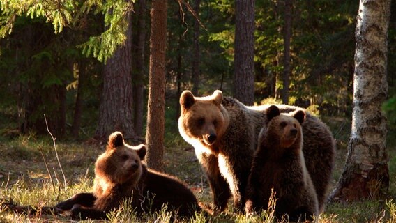 Rund 700 Braunbären leben in Estland, die Hälfte davon im Wald von Alutaguse. © NDR/Christoph Hauschild 