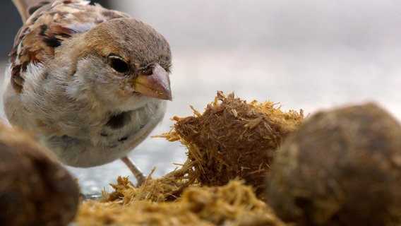 Weibchen an Pferdeapfel. © NDR/kmf/Attila Boa 