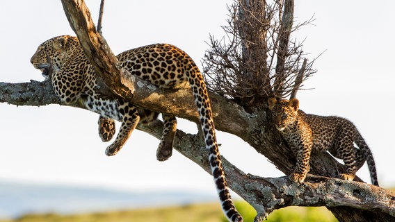 Eine Leopardin mit einem etwa drei Monate alten Jungen. Erwachsene und junge Leoparden bringen sich vor Konkurrenten oft auf Bäumen in Sicherheit, da Löwen schlechte Kletterer sind und Hyänen mit ihren stumpfen Klauen überhaupt nicht klettern können. © NDR/Doclights GmbH/Reinhard Radke 