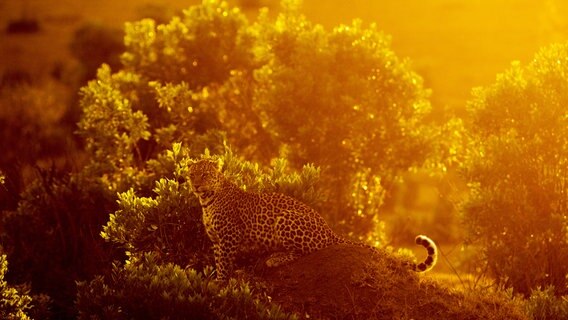 Im Blättergewirr sind Leoparde mit ihrem Fleckenfell schwer zu entdecken. © NDR/Doclights GmbH/Reinhard Radke 