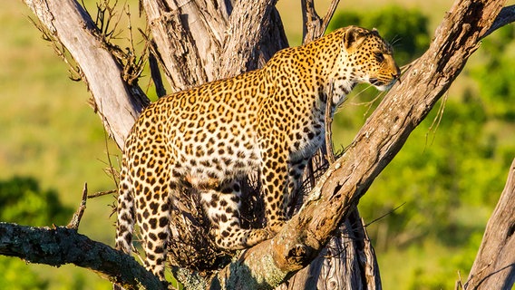 Eine Leopardin hat einen erlegten Riedbock auf einem Baum verankert. Bäume sind für Leoparden sehr wichtige Rückzugsplätze, auf denen Beutereste vor Löwen und Hyänen in Sicherheit gebracht werden. © NDR/Doclights GmbH/Reinhard Radke 