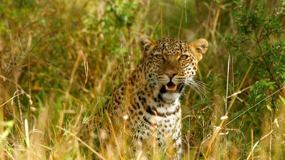 Leoparden sind hervorragend getarnt. Im Busch/Grasland sind sie in Sekunden verschwunden, wenn sie es darauf anlegen. © NDR/Doclights GmbH/Reinhard Radke 
