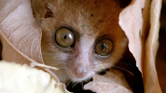 Mausmakis sind die kleinsten aller Lemuren. Den Tag verbringen sie geschützt in einer Baumhöhle. © NDR/Doclights GmbH/NDR Naturfilm & Blue Planet Film/Michael Riegler 