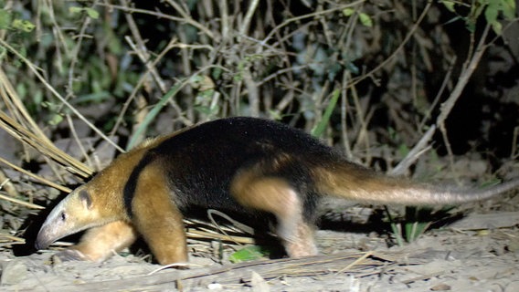 Der Baumameisenbär ist der kleine Verwandte des Großen Ameisenbär. Er ist zwar kleiner, dafür kann er gut klettern und hat einen genau so großen Appetit auf Ameisen und Termiten. © NDR/NDR Naturfilm/Doclights GmbH/coraxfilm 