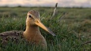 Das kurze Gras auf den Viehweiden bietet der Uferschnepfe auf ihrem Nest einen guten Überblick. © NDR/Doclights GmbH/Flying Pangolin Film/Michael Riegler 