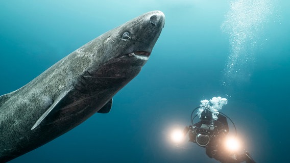 Neben einem riesigen Eishai zu tauchen war für die Unterwasserfilmerin Christina Karliczek ein einzigartiges Erlebnis. © NDR/Doclights GmbH(BLACK CORAL FILMS AB 