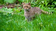 Wildkatzen haben im Harz überlebt und breiten sich von hier langsam wieder aus. © NDR/Doclights GmbH/Uwe Anders 
