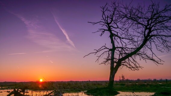 Sonnenaufgang in den Meerbruchswiesen. © NDR/Doclights GmbH/Ralph und Svenja Schieke 