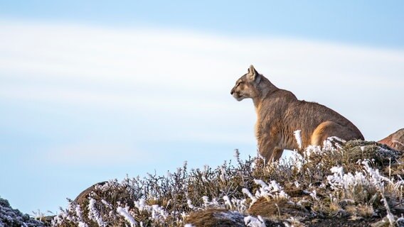 Ein Pumaweibchen hält Ausschau nach Beute oder Rivalen. © NDR/Doclight GmbH/Terra Mater/Nicolas Lagos 