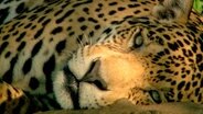 Im Wechselspiel von Licht und Schatten ist der Jaguar mit seinem gefleckten Fell perfekt getarnt. © NDR/NDR Naturfilm/Light & Shadow GmbH 