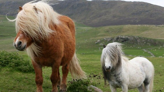 Shetlandponys gehören mit rund einem Meter zu den kleinsten Ponyrassen der Welt. Auf den Shetland Inseln lebten sie fast 2000 Jahre völlig isoliert und wurden als Arbeitspferde geschätzt. © Grospitz & Westphalen Filmproduktion 