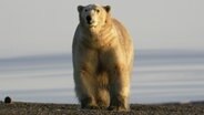 Eisbär an steinigem Ufer  