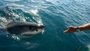 Weißer Hai an der Wasseroberfläche neben einem Boot  