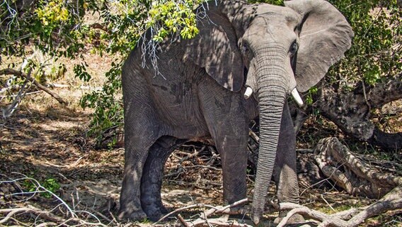 Elefantenbullen durchwandern Inseln am Sambesi. © NDR/WDR/Blueplanetfilm 