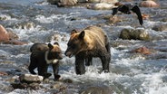 Zwei Bären stehen in einem reißenden Fluss  
