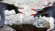 Mit merkwürdigen Gesten und lautem Trompeten begrüßen sich die Partner der Snarespinguine. © NDR/BBC/Mark MacEwen 