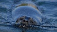 Seehund gleitet übers Wasser  