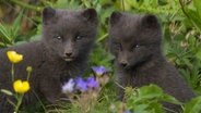 Zwei junge Polarfüchse im Gras  
