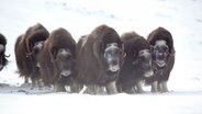 Eine Herde Moschusochsen im Schnee  