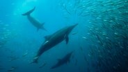 Delfine in einem Sardinenschwarm  