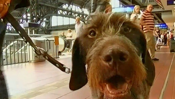 Ocho der Hund am Hamburger Hauptbahnhof  