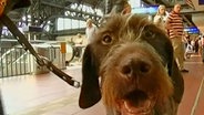 Ocho der Hund am Hamburger Hauptbahnhof  
