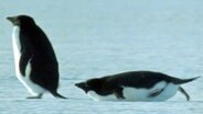 Ein Pinguin geht, ein anderer rutscht ihm auf dem Bauch hinterher. © NDR Foto: Screenshot