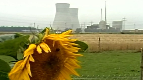 Eine Sonnenblume vor einem Atommeiler.  