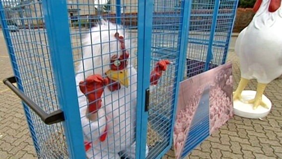 Das x3 Huhn Pupsi im Käfig in Wietze.  