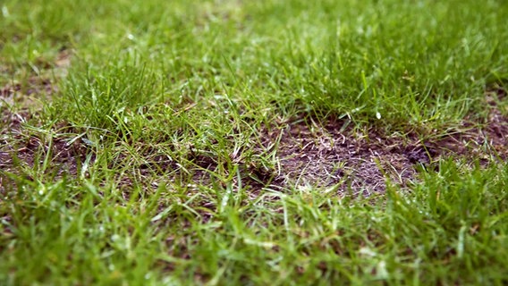 Braune, kahl werdende Stellen im Rasen. © NDR/nonfiction planet 