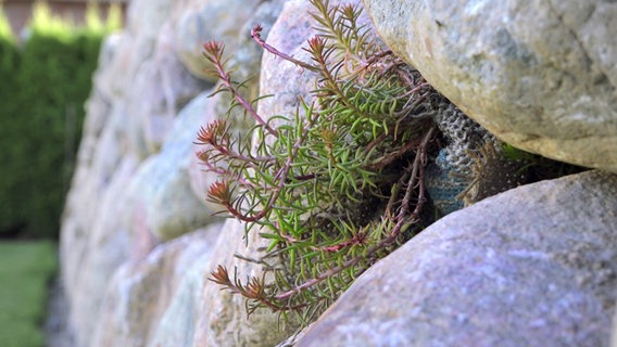 Sedum wächst zwischen Steinen einer Trockenmauer. © NDR/nonfiction planet 