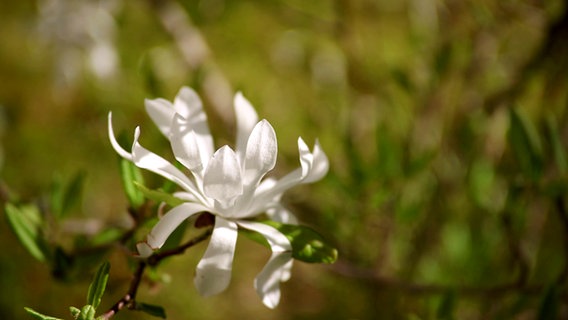 Eine weiße Magnolienblüte © NDR 