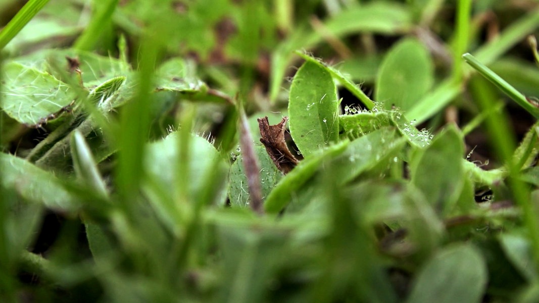 Habichtskraut im Rasen entfernen | NDR.de - Ratgeber - Garten