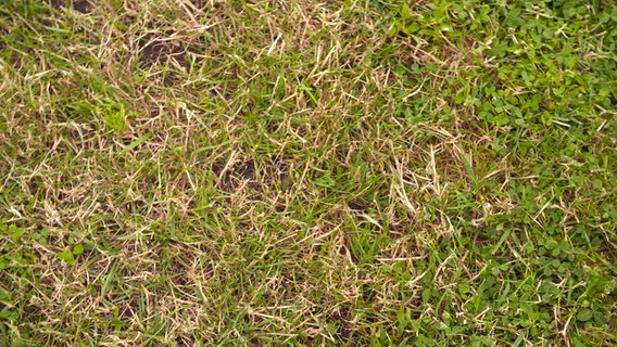 Braune. vertrocknete Wildgräser in einem Rasen. © NDR 