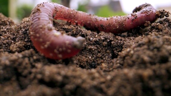 Ein Regenwurm © NDR/nonfiction planet 